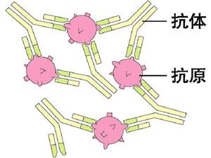 抗原与抗体作用图