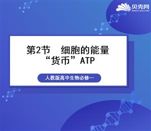 《细胞的能量“货币”ATP》探究课件