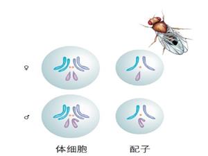 果蝇体细胞和配子的染色体示意图