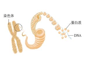 染色体、蛋白质和DNA 示意图
