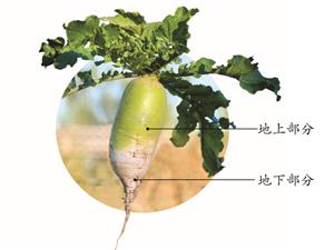 萝卜地上、地下部分颜色有差异
