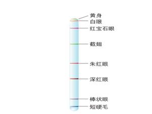 果蝇X染色体上一些基因的示意图