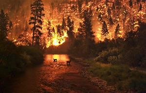 wildfire and bushfire
