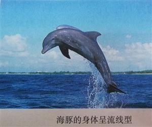 海豚的身体呈流线型