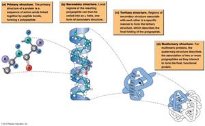 蛋白质空间结构