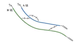 某种胰岛素的二硫键示意图