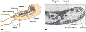 原核细胞结构图