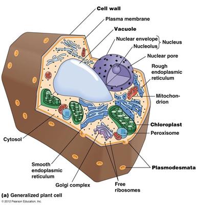 植物细胞结构图