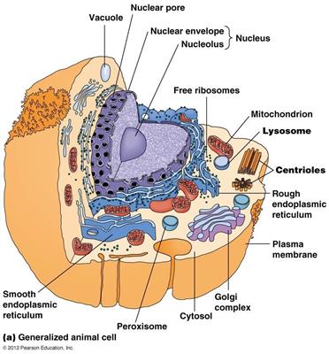 动物细胞结构图