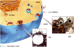 胞吞和胞吐示意图