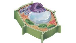植物细胞亚显微结构模式图