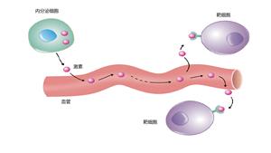 内分泌细胞分泌的激素与受体结合