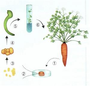 胡萝卜经组织培养产生完整植株示意图