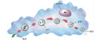 变形虫的胞吞和胞吐示意图