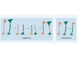 伞藻嫁接实验和核移植实验示意图