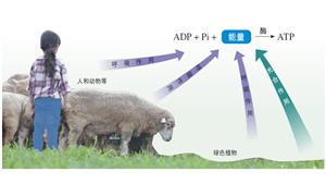 ADP转化成ATP时所需能量的主要来源