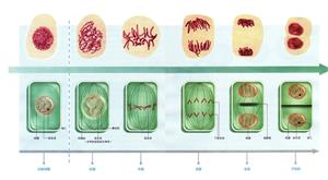 植物细胞有丝分裂的过程