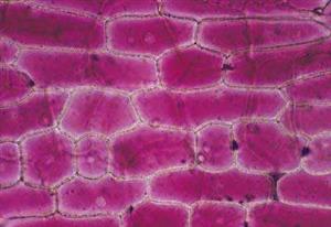 正常状态下的洋葱鳞片表皮细胞