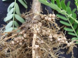 豆科植物（生物固氮）
