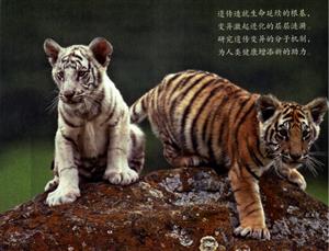 不同体色的老虎