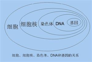 基因与DNA的关系