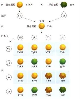 黄色圆粒豌豆与绿色皱粒豌豆杂交实验的分析图解