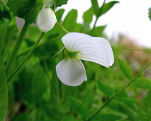 豌豆花