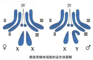 雌雄果蝇体细胞的染色体图解