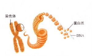染色体、蛋白质和DNA示意图