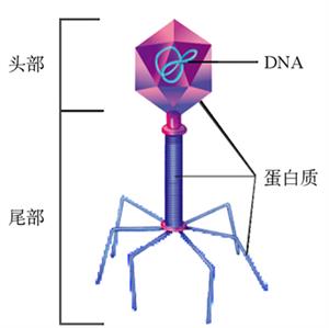 T2噬菌体