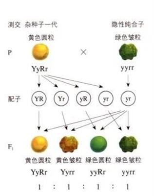 黄色圆粒豌豆与绿色皱粒豌豆测交实验的分析图解