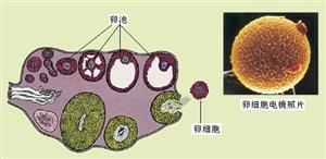 人的卵巢(横切面)和卵细胞