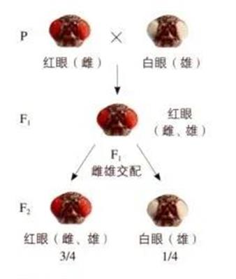 果蝇杂交实验示意图