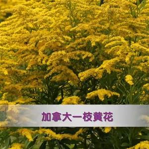 外来入侵物种