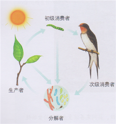 生产者、消费者和分解者的关系示意图