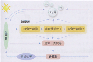 生态系统的结构模型