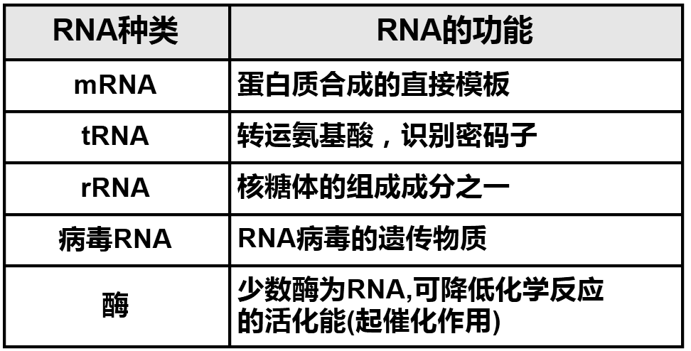 必修2 第4章 第1节 基因指导蛋白质的合成