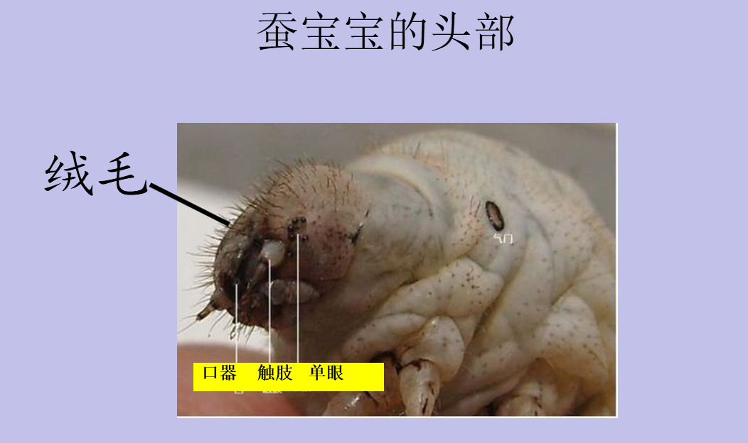 3.蚕长大了